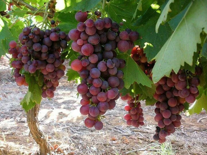 Красный виноград сорта фото Pin by Pinner on todos mis sueños hechos realidad Grapes, Grape vines, Red grape