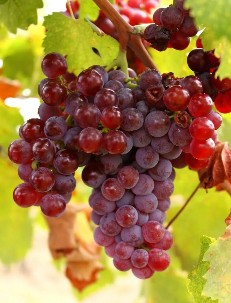 Красный виноград сорта фото napidoktor.hu Vörös szőlő, a természet orvossága Food web design, Grapes, Unique