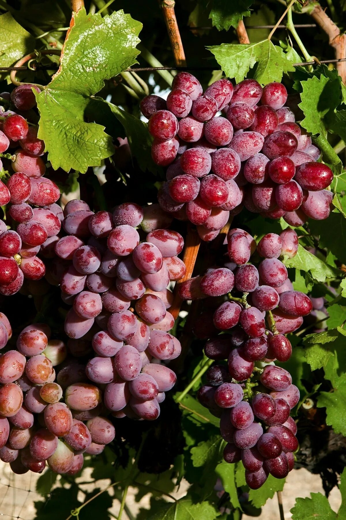 Красный виноград сорта фото Free Images : grape, bunch, farm, fruit, berry, sweet, flower, ripe, food, red, 