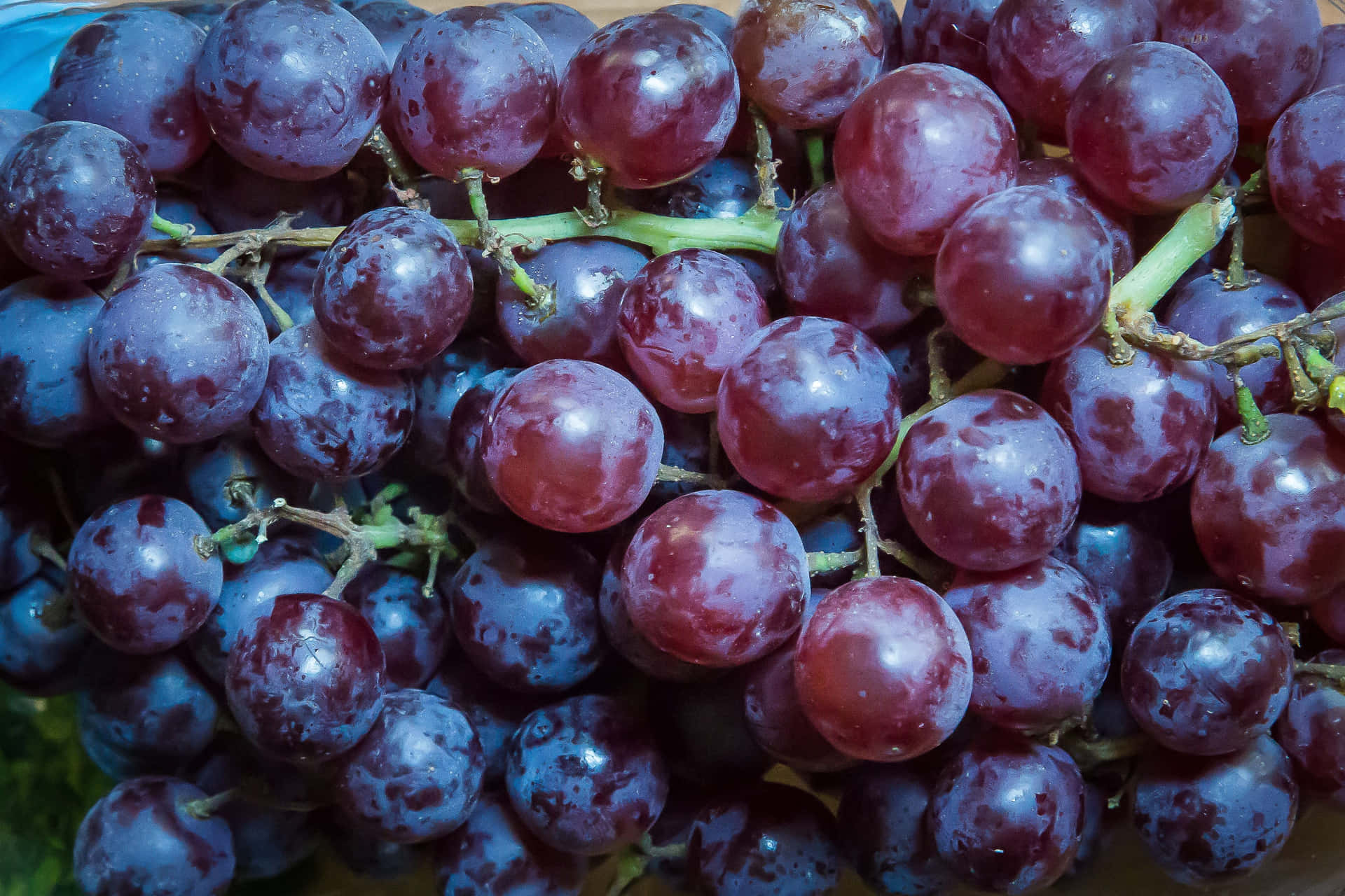 Красный виноград сорта фото Download Enjoy the Sweetness of Freshly Harvested Purple Grapes Wallpaper Wallpa