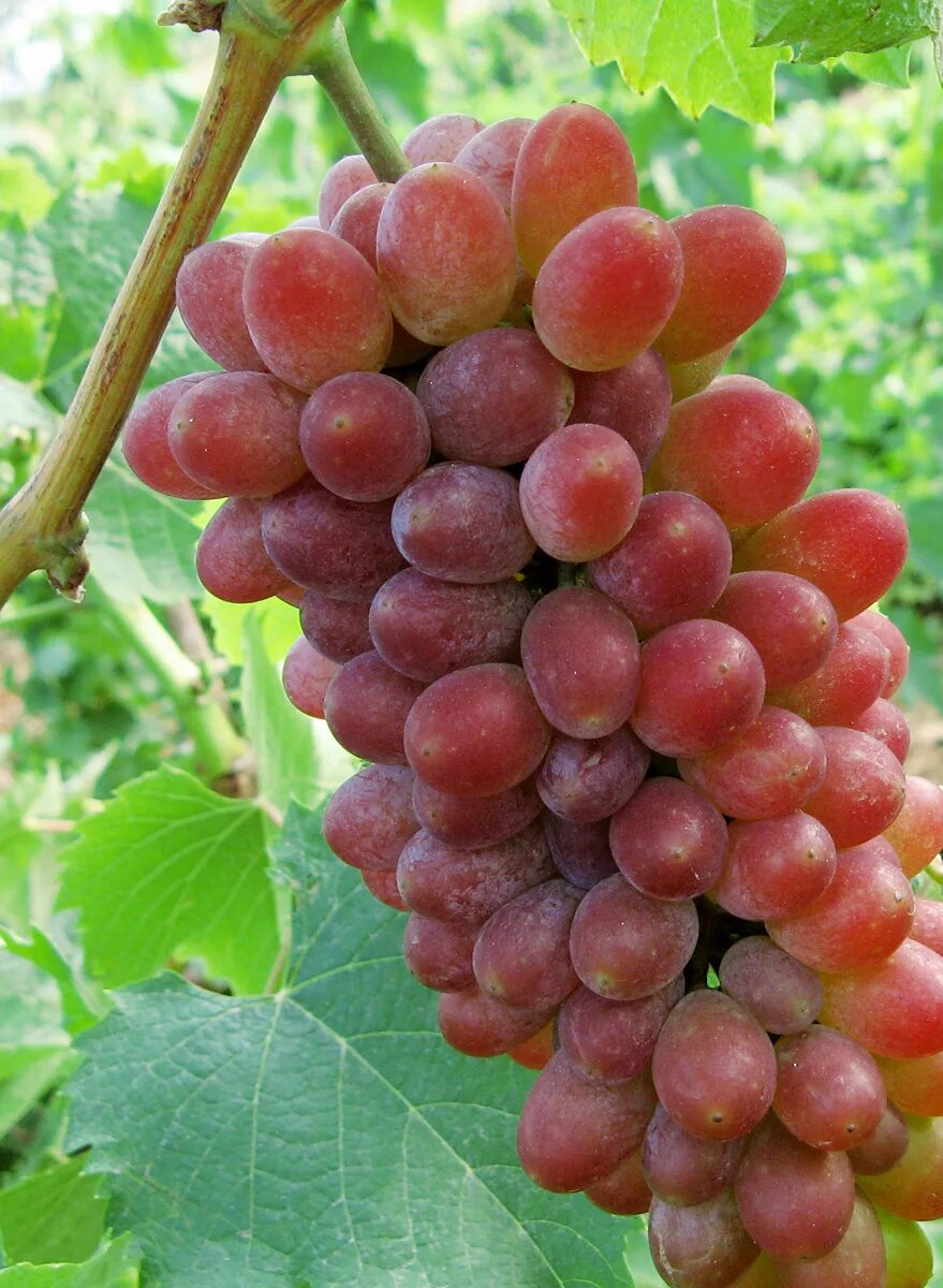 Красный виноград сорта фото Highquality grape seeding - grape seeding - Exportimes