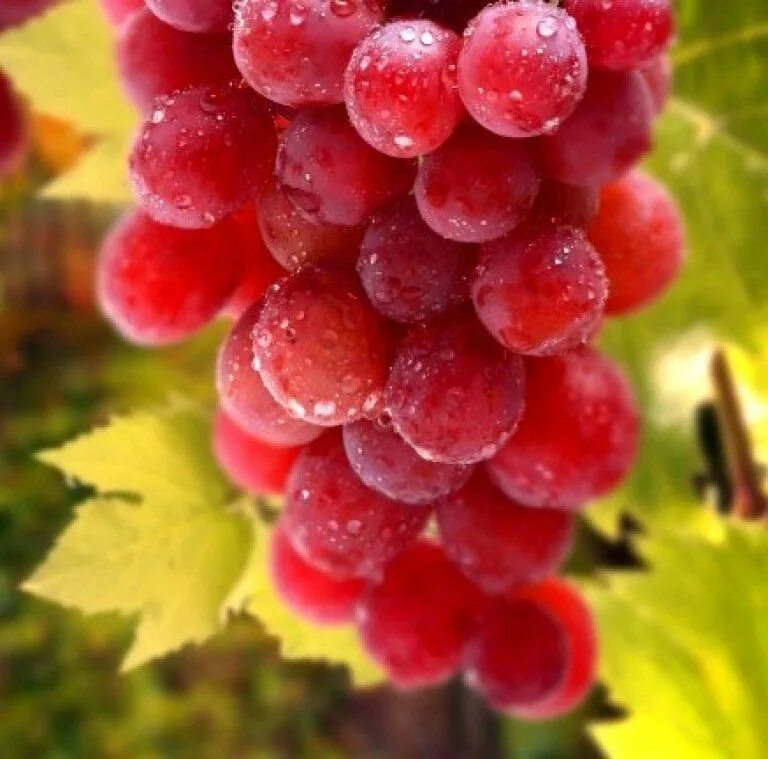 Красный виноград сорта фото Vid Roja para la circulacion sanguinea Grapes, Grape wallpaper, Red grapes