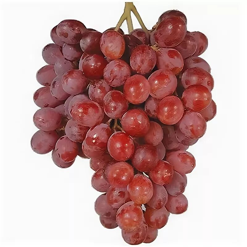 Красный виноград сорта фото RED GLOBE GRAPES 4 FRESH CUTTINGS Fruit, Fruit plants, Grapes