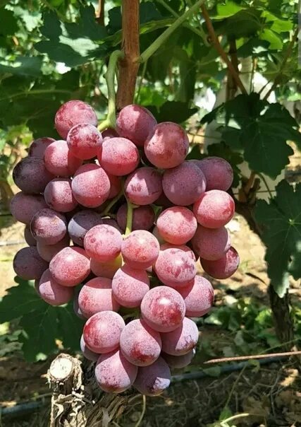 Красный виноград сорта фото Виноград красного цвета сорта: найдено 87 картинок