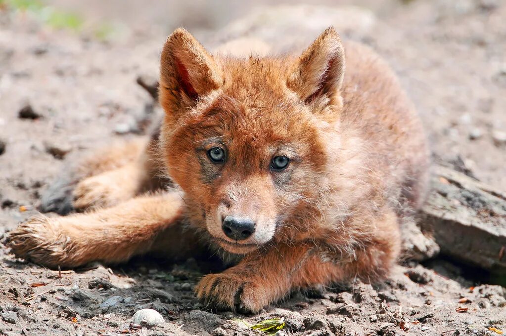 Красный волк байкала фото Lying wolf pup This cute wolf pup was born this Spring and. Flickr