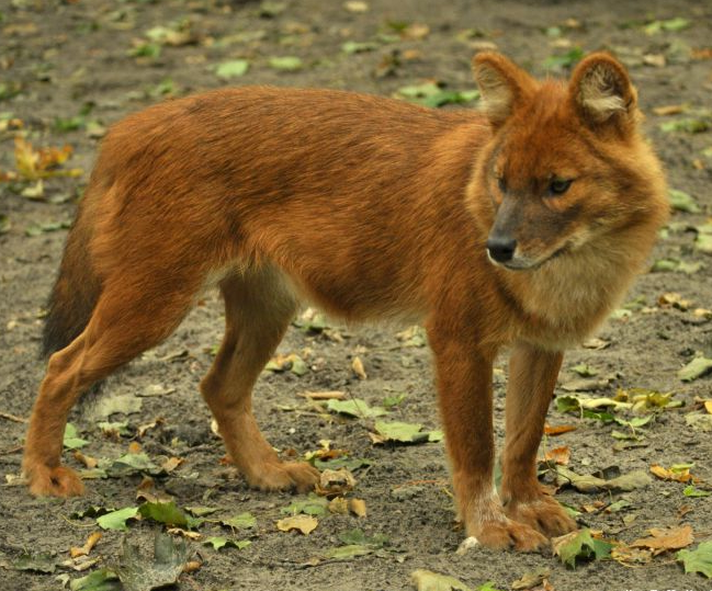 Красный волк байкала фото Hokkaido dhole (SciiFii) Novum Terram Wiki Fandom