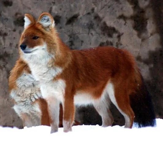 Красный волк байкала фото Chinese Dhole (New Pleistocene) Speculative Evolution Wiki Fandom
