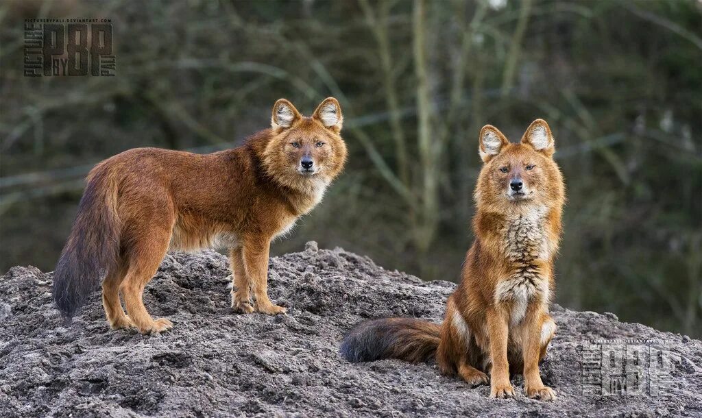 Красный волк фото This is our Hill Dog anatomy, Wild dogs, Dhole