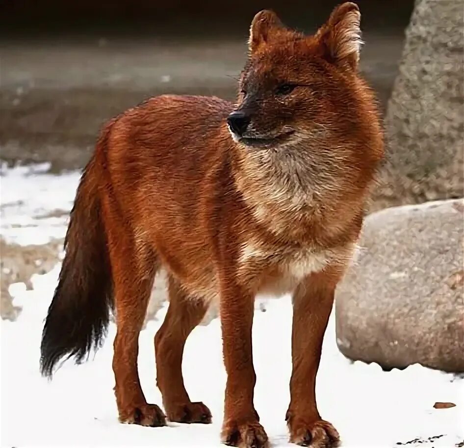 Красный волк фото Top 10 red dog ideas and inspiration