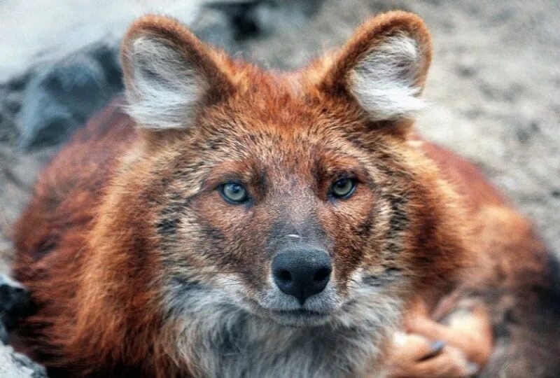 Красный волк фото red book red wolf - Create meme / Meme Generator - Meme-arsenal.com