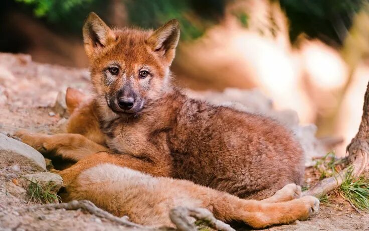 Красный волк фото и описание Red Wolves Animal kingdon, Beautiful wolves, Baby wolves