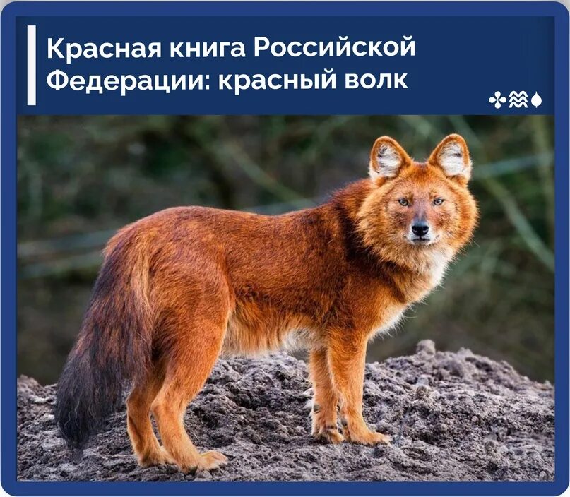 Красный волк фото и описание Красная книга Российской Федерации: красный волк Сегодня речь пойдет об уникальн