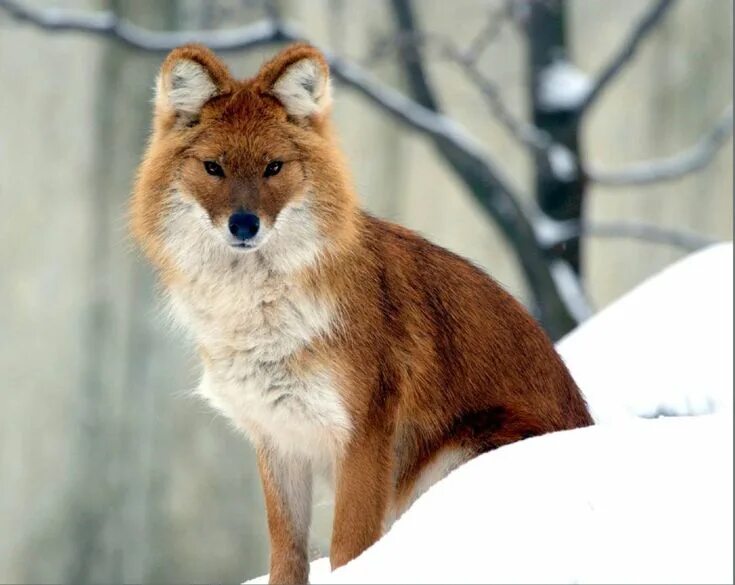 Красный волк фото и описание Красный волк Red wolf Pretty animals, Rare animals, Wild animals pictures