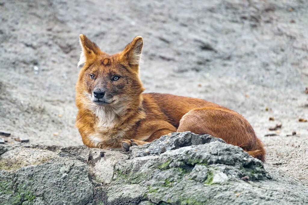 Красный волк фото и описание Dhole posing on the rock A pretty dhole relaxing and posin. Flickr