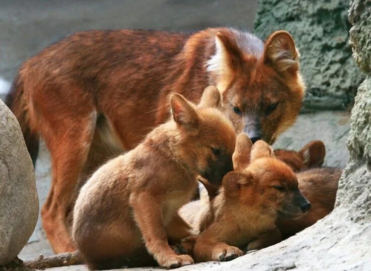 Красный волк фото и описание Pin on Wolf Lover's Paradise