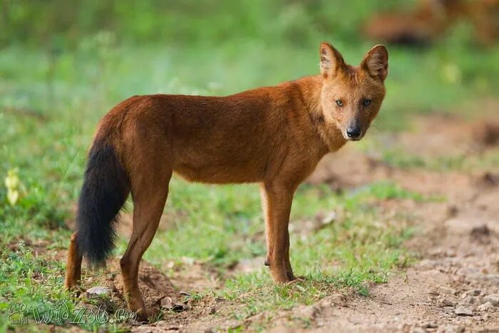 Красный волк фото и описание Meet Ajag, a wolf, a dog, and a fox in one piece. And the howling is scary and i