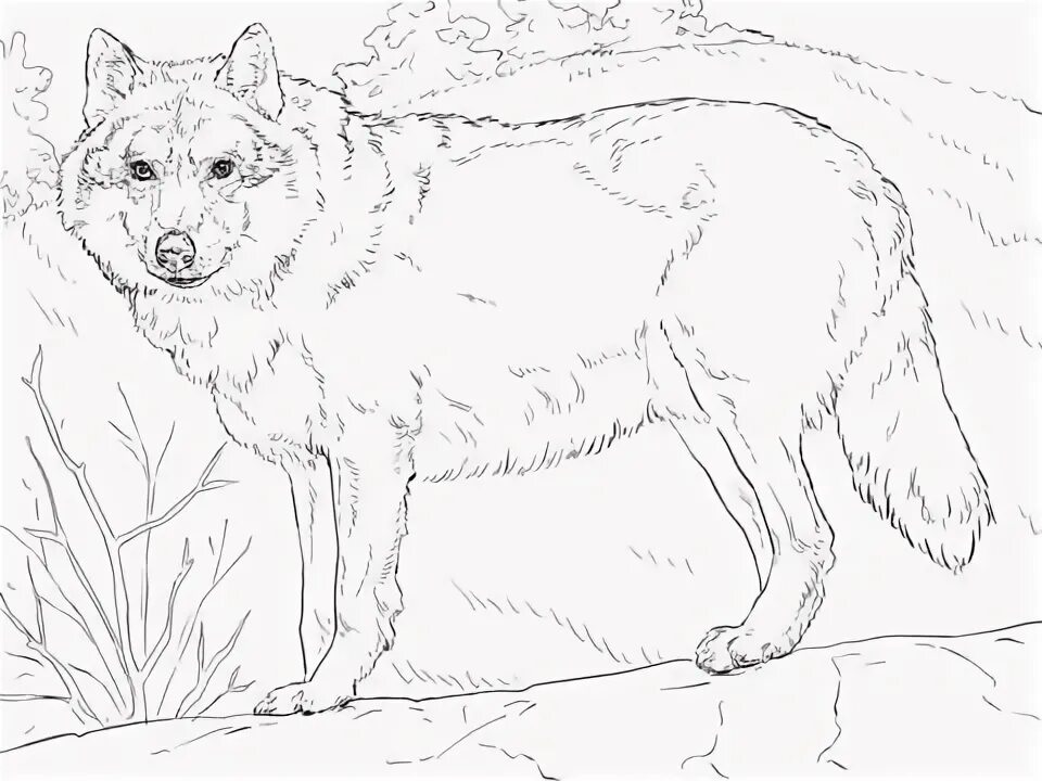 Красный волк фото раскраска Grey Wolf coloring page Free Printable Coloring Pages Animal coloring pages, Owl