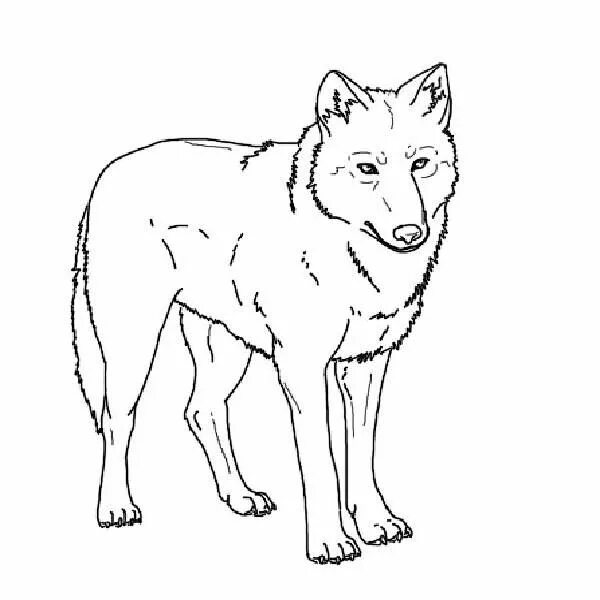 Красный волк фото раскраска Wolf Coloring Book Pages warnai.net As crônicas de nárnia, Animais de estimação,