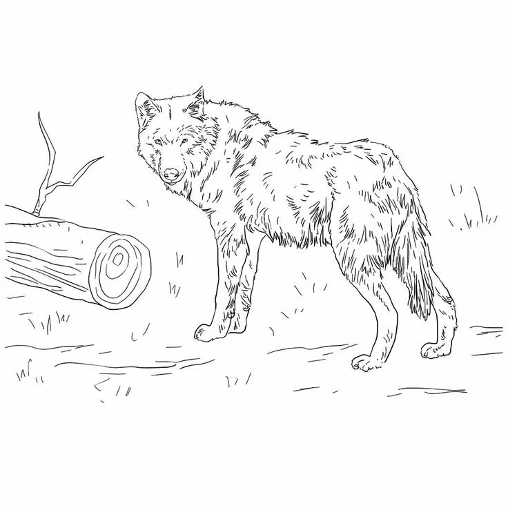 Красный волк фото раскраска Leuk voor kids → Europese wolf Kleurplaten voor volwassenen, Dieren tekenen, Eur