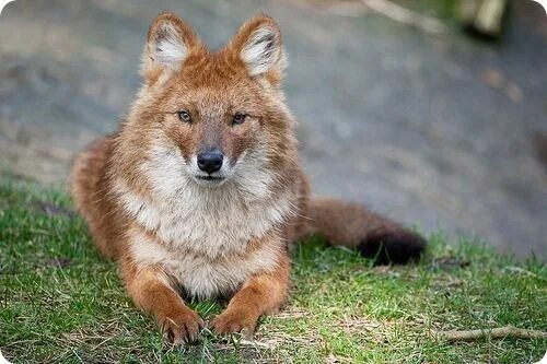 Красный волк фото рисунок Красный волк Wild dogs, Canine, Dhole