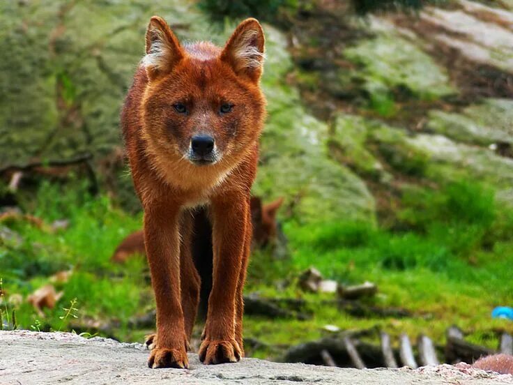 Красный волк фото рисунок Dhole8 by TheMysticWolf.deviantart.com on @deviantART Unusual animals, Wild dogs