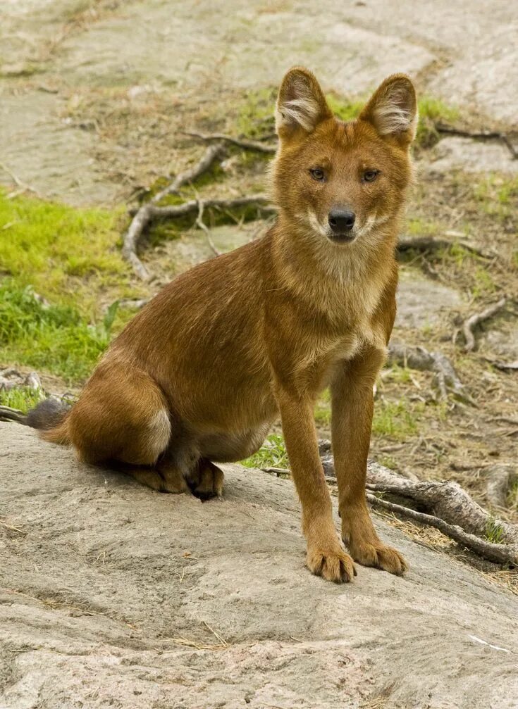 Красный волк фото рисунок Pin by Sploing on Animals Ancient dogs, Dhole, Wild dogs