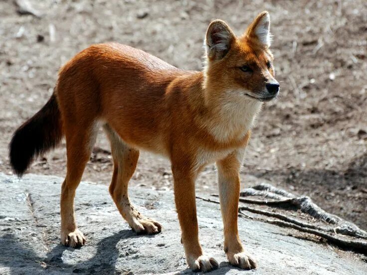 Красный волк фото рисунок Endangered Asiatic Wild Dog Or Dhole Wild dogs, Dhole, Top 10 cutest animals