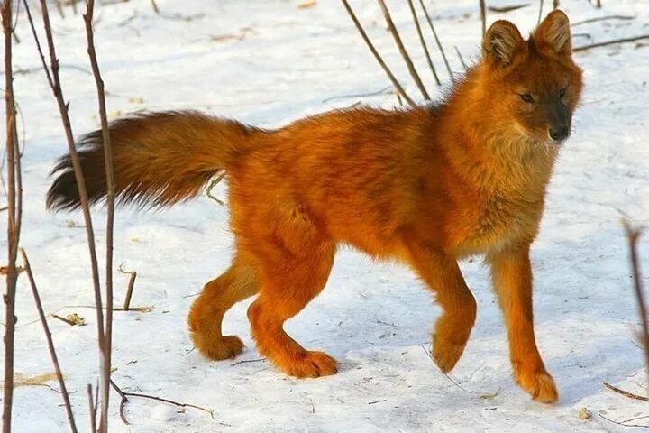Красный волк фото животного Нижегородских волков будут спасать, лечить и холить в Костромском зоопарке - МК 
