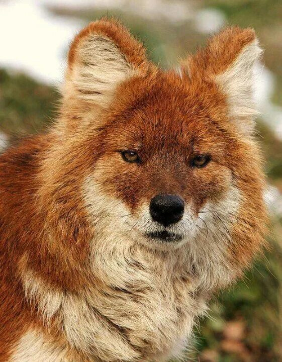 Красный волк фото животного Dhole - Asiatic wild dog by John Kuk Animals wild, Wild dogs, Animals beautiful