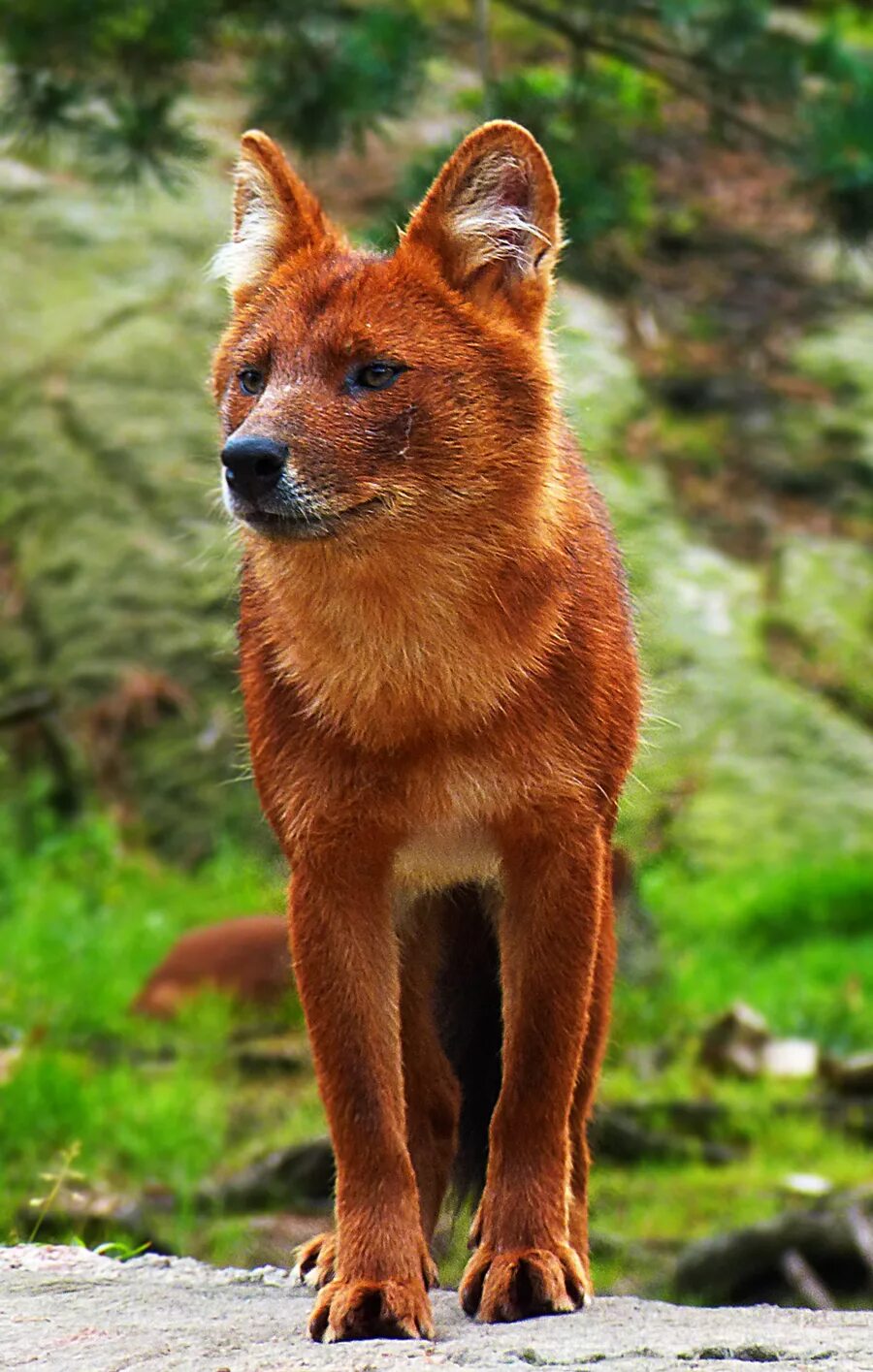 Красный волк фото животного Dhole10 by TheMysticWolf on deviantART Animals beautiful, Animals wild, Cute ani