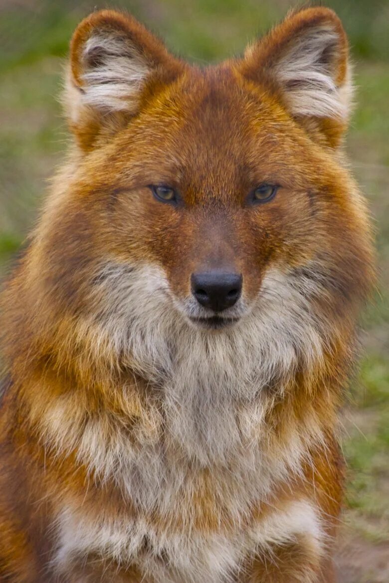 Красный волк фото животного Pin by Jay on Animal Photography Animals beautiful, Wild dogs, Animals