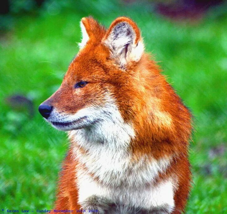 Красный волк фото животного из красной книги Pin by Kirdan on Animals Wild dogs, Animals wild, Dhole