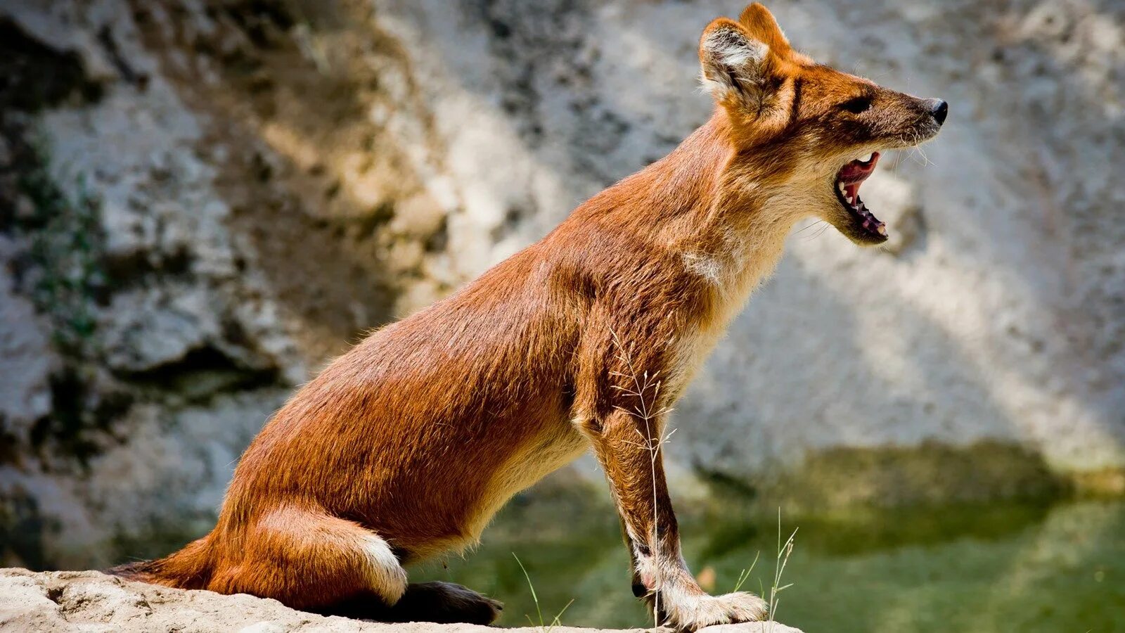 Красный волк из красной книги фото The Life Of A Dhole - National Geographic Animal stories, Animals, National geog
