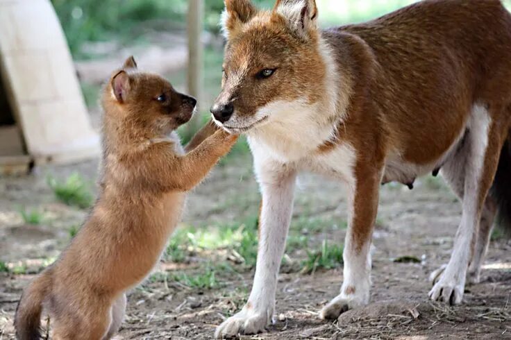 Красный волк из красной книги фото Dhole and pup Wild Animals Baby animals, Cute animals, Wild dogs