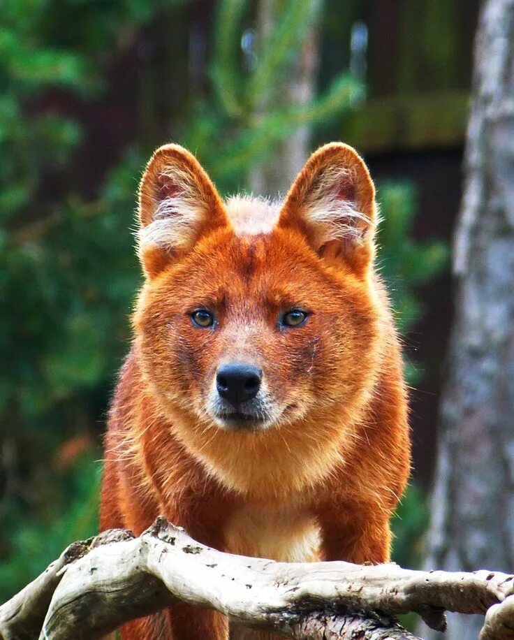 Красный волк из красной книги фото Dhole12 by *TheMysticWolf Unusual animals, Animals beautiful, Animals wild