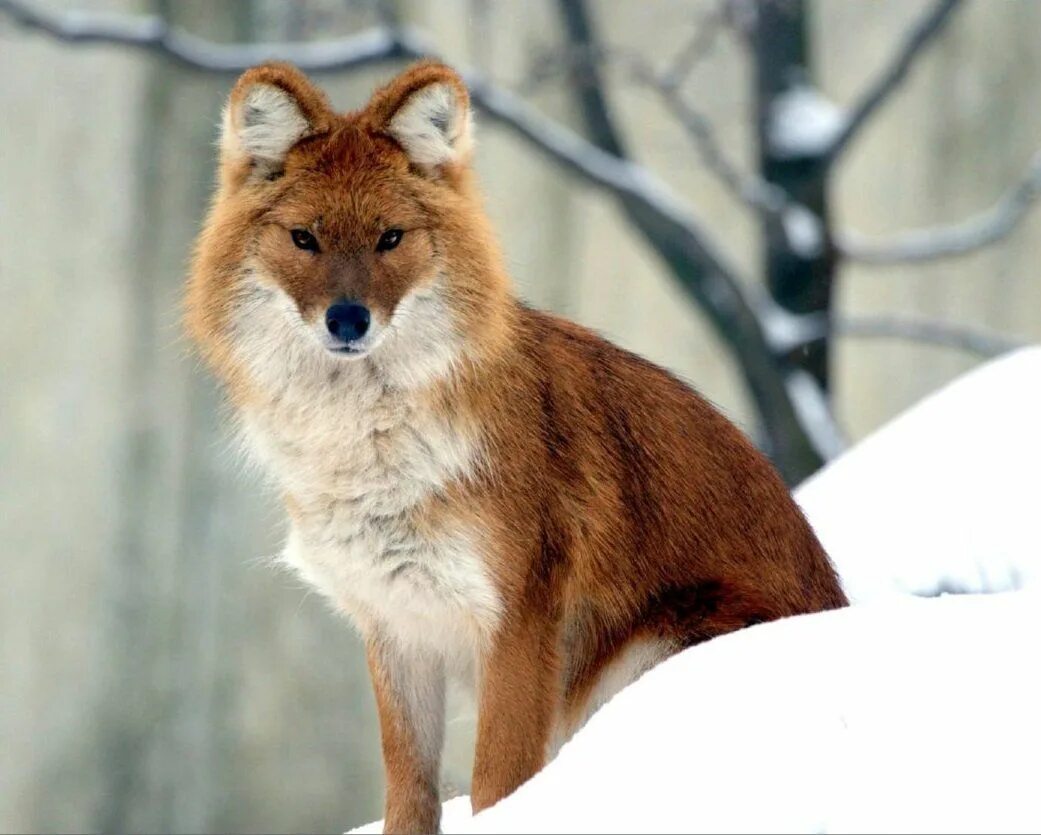 Красный волк из красной книги фото Rare Animals of Lake Baikal Rare animals, Dangerous animals, Wild dogs