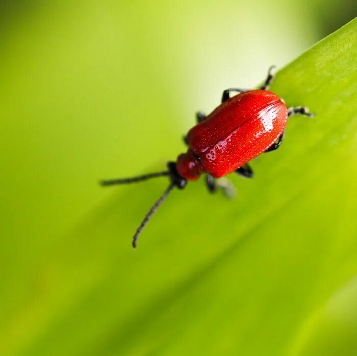 Красный жук название фото Red beetle climbs on a green leafy plant Eco friendly house, Pictures of insects