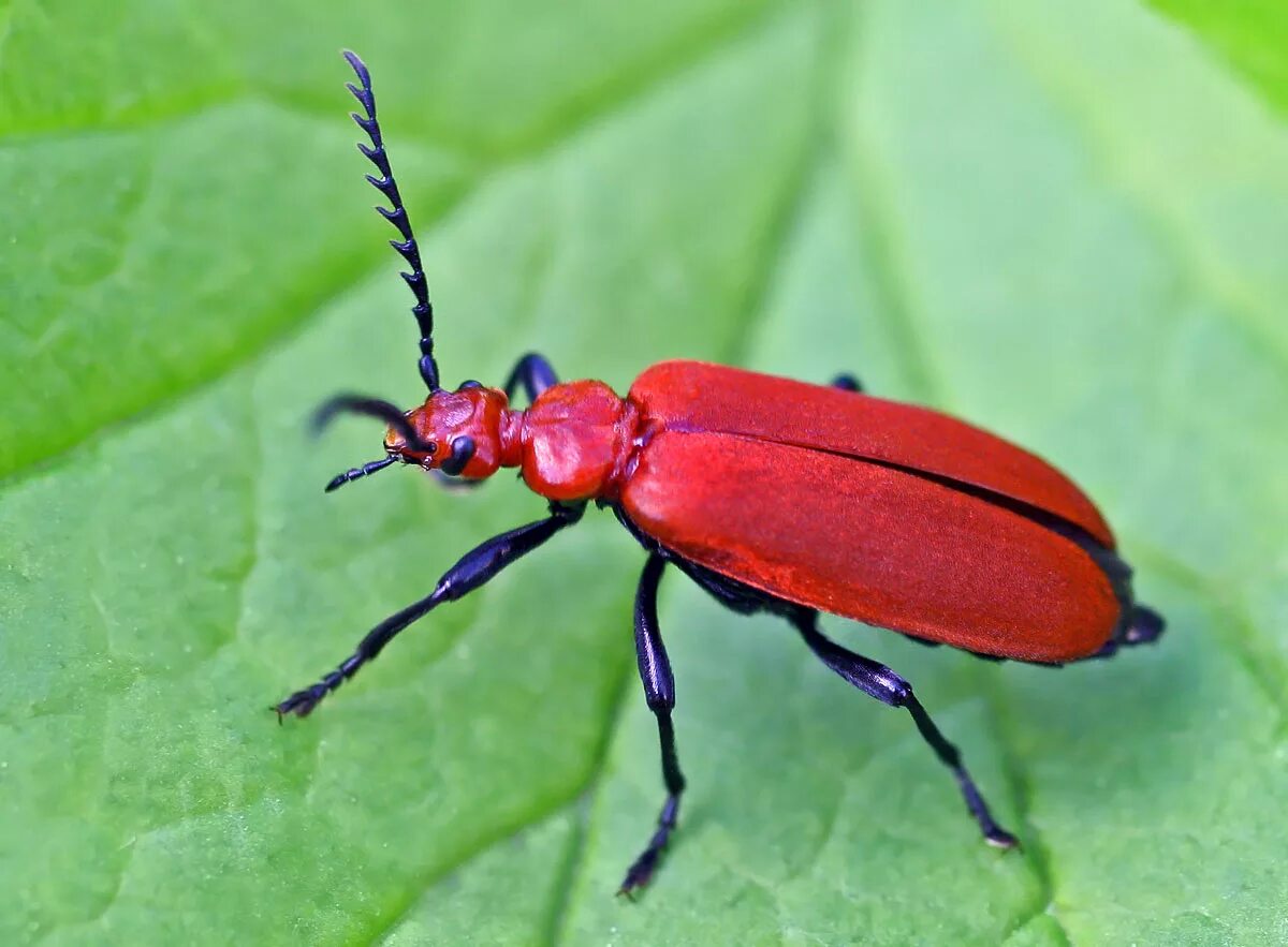 Красный жук название фото Файл:Pyrochroa serraticornis02.jpg - Википедия