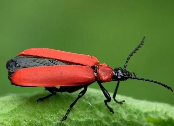 Красный жук название фото Жук-огнецветка (лат. Pyrochroa coccinea, англ. Cardinal beetle) Огнёвка, Огнецве