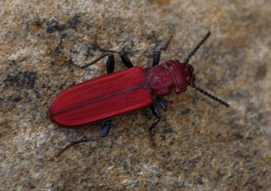 Красный жук название фото Cucujus haematodes