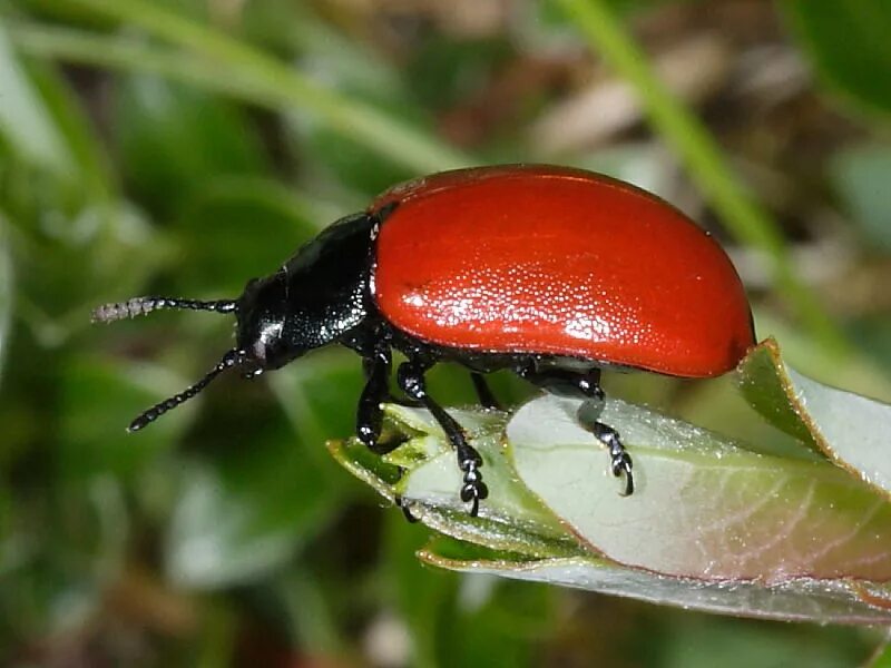 Красный жук название фото Large red beetle at Windmill Farm Nature Reserve Wildlife Insight