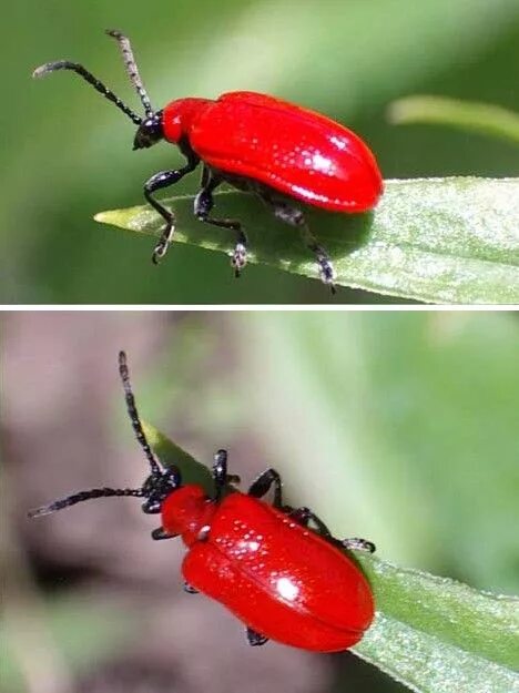 Красный жук название фото Well Red: 10 Amazing Red Animals Amazing red, Red beetle, Beetle