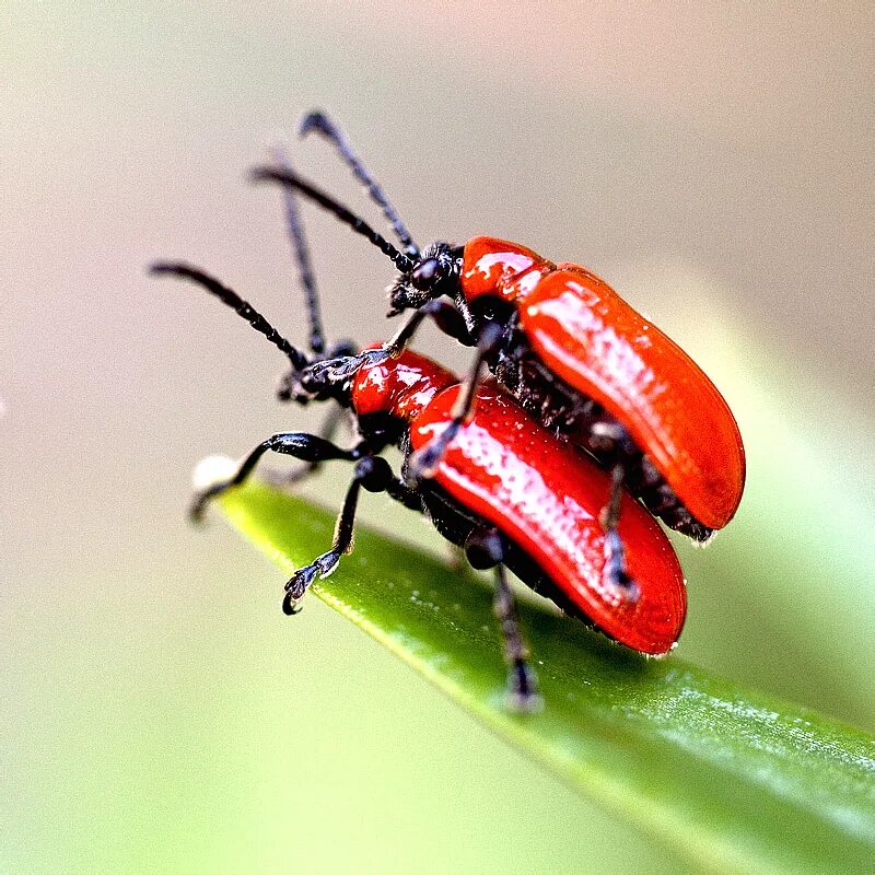 Красный жук название фото Лилейная трещалка Lilioceris lilii (Chrysomelidae: Criocerinae) - фотографии Мих