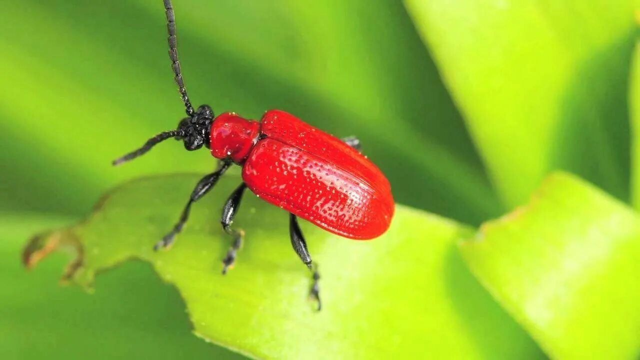 Красный жук название фото Preventing Lily Beetle Lily beetle, Summer bedding plants, Fall lawn care