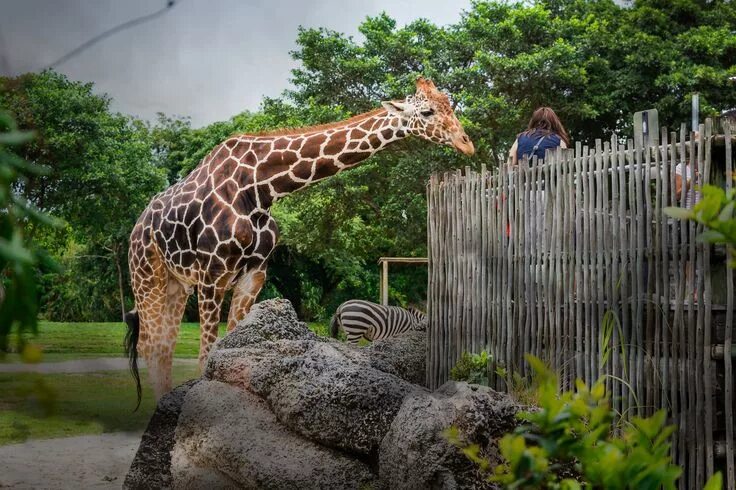 Красный зоопарк фото Come see Zoo Miami in a new light on May 21st! Join us for an evening adventure 