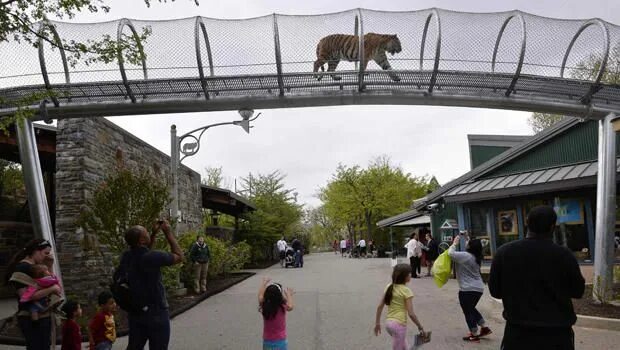 Красный зоопарк фото Philly zoo lets lions and tigers roam outside exhibits Philadelphia zoo, Cat wal