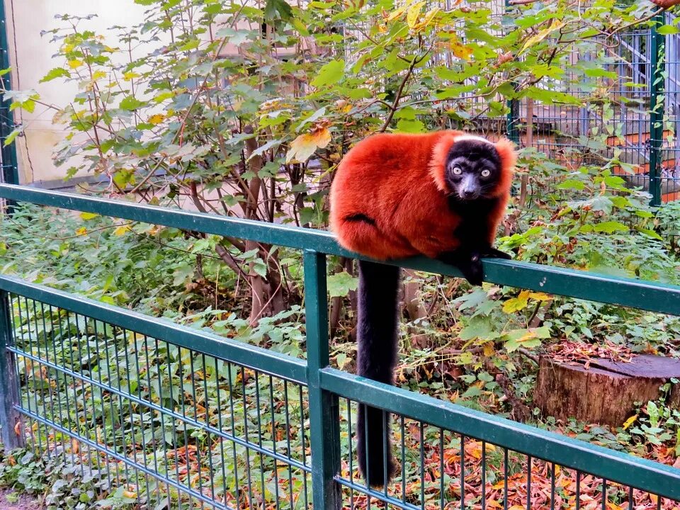 Красный зоопарк фото Lemur Zoo Animals Red Vari Primates-11 Inch By 17 Inch Laminated Poster With Bri