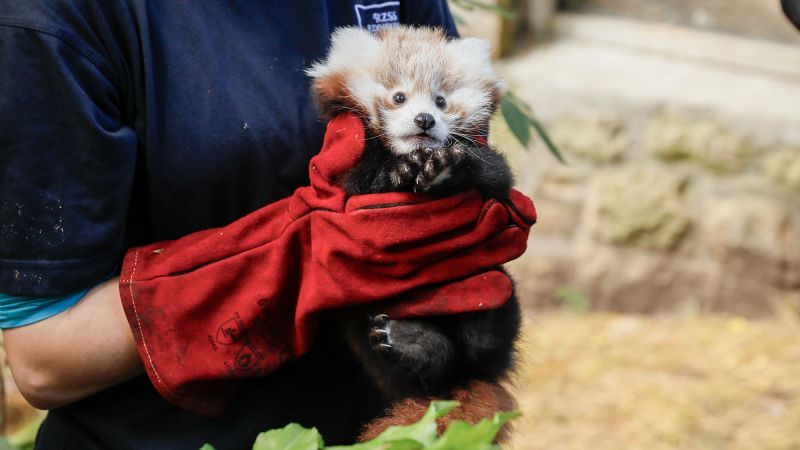 Красный зоопарк фото Baby red panda died after being stressed by fireworks, zoo says CNN
