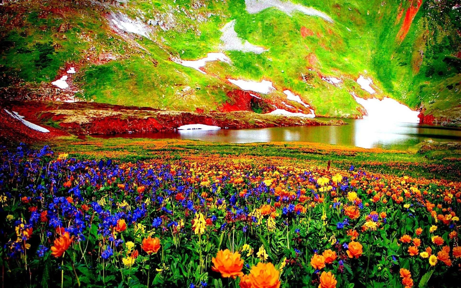Красочные фото природы Download Tranquil Green Meadow on a Sunny Day Wallpapers.com