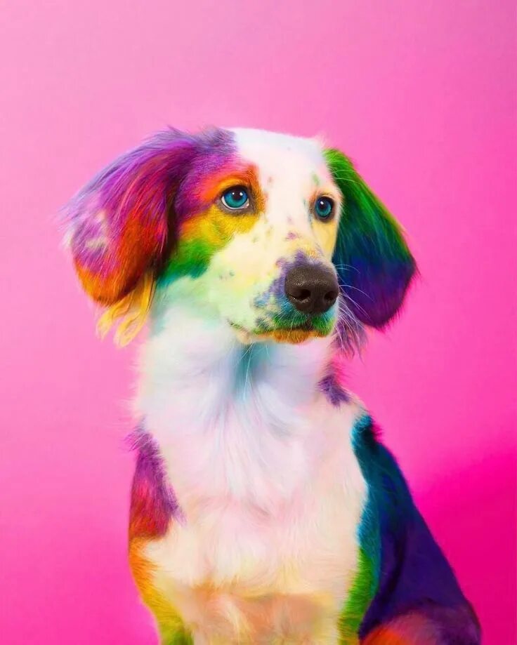 Красочные животные картинки New York Artist Covers Pictures In Rainbows Because Everything Is Better With Lo